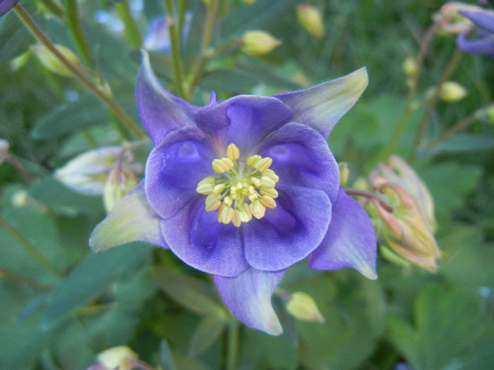 Aquilegia Blue (2013, May 01) - Aquilegia Blue