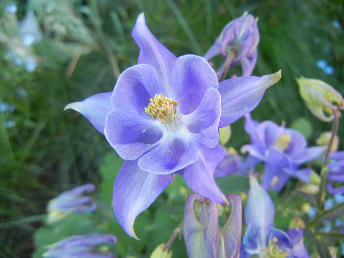 Aquilegia Blue (2013, May 01) - Aquilegia Blue