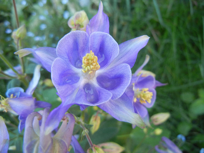 Aquilegia Blue (2013, May 01) - Aquilegia Blue