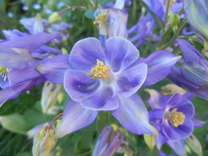 Aquilegia Blue (2013, May 01) - Aquilegia Blue