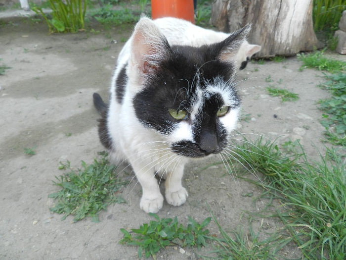 VREAU SA MANANAC.MEREU:)))))