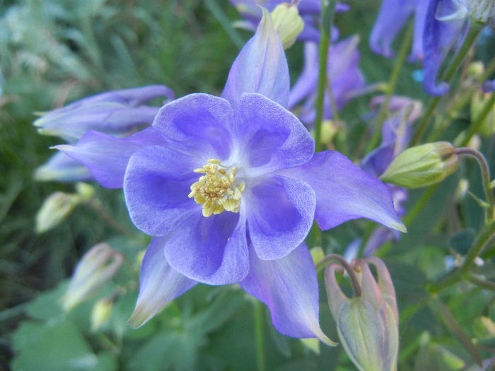 Aquilegia Blue (2013, May 01) - Aquilegia Blue