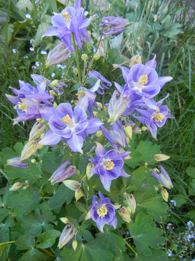 Aquilegia Blue (2013, May 01)