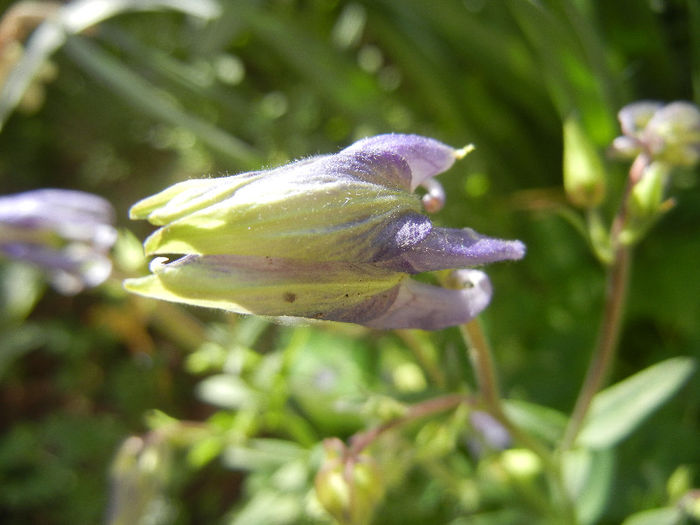 Aq. Winky Blue & White (2013, Apr.30) - Aquilegia Winky Blue White