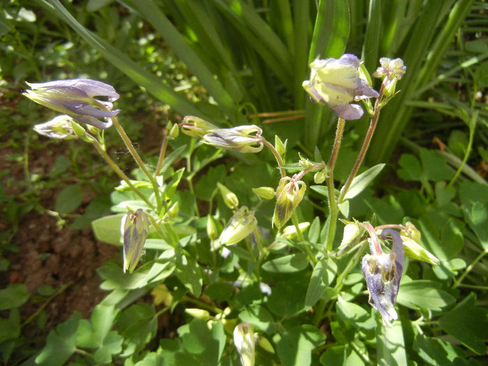 Aq. Winky Blue & White (2013, Apr.30) - Aquilegia Winky Blue White