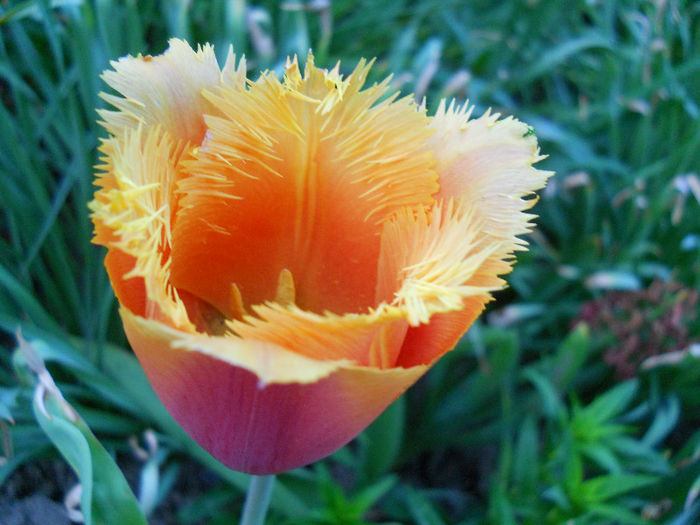 DSCN4286