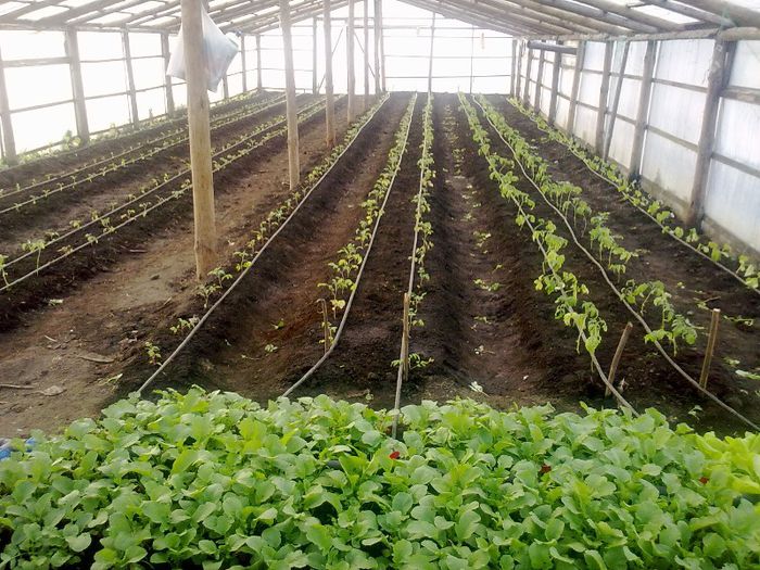 020520131259 - s legume 2013