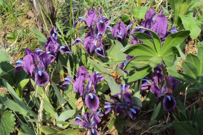 030 - GRADINA DE LA TARA 2013