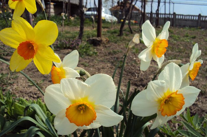 043 - GRADINA DE LA TARA 2013