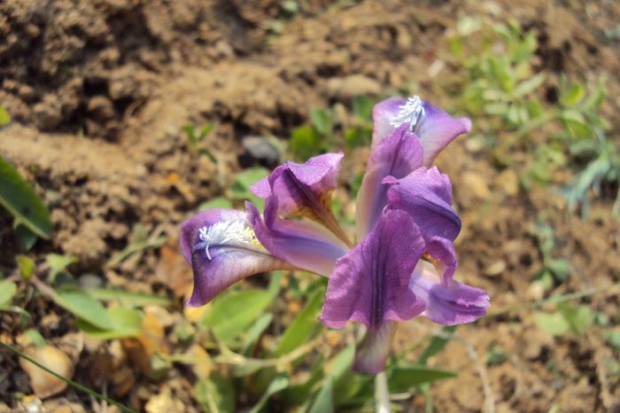 050 - GRADINA DE LA TARA 2013