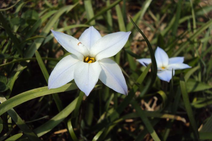 082 - GRADINA DE LA TARA 2013