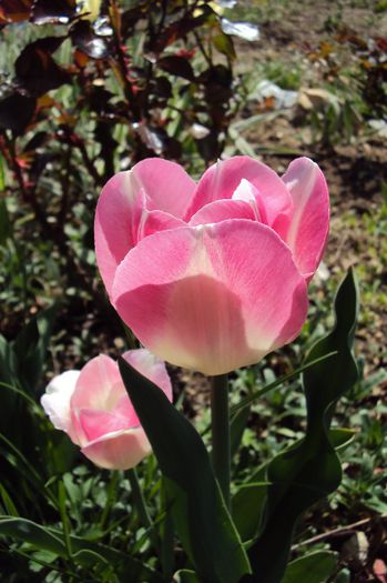 048 - GRADINA DE LA TARA 2013