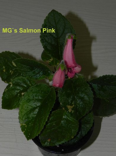  - MG s sinningia hybrids