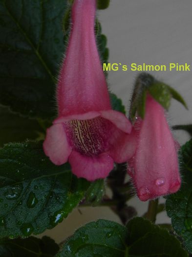  - MG s sinningia hybrids