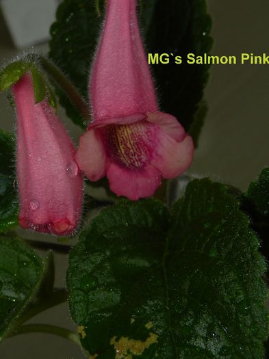  - MG s sinningia hybrids