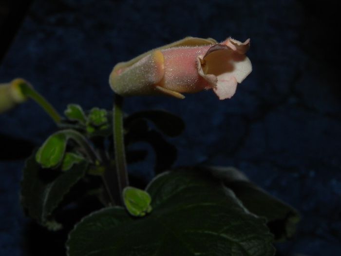 Sinningia Peachy Propeller - Sinningia