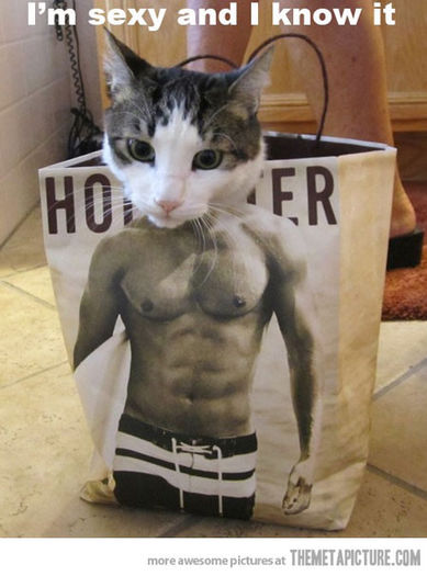 Funny cat