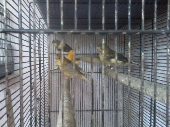 P03-05-13_11.55 - canari
