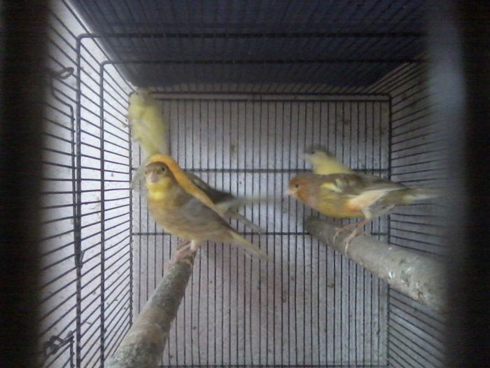 P03-05-13_11.55[1] - canari