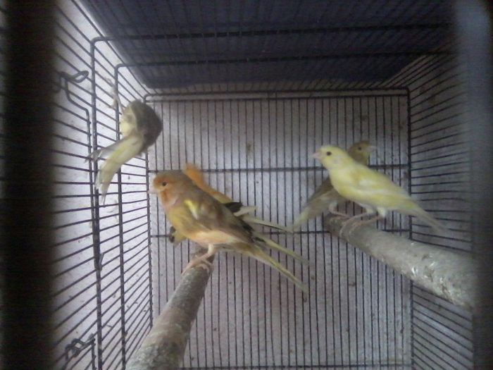 P03-05-13_11.55[2] - canari