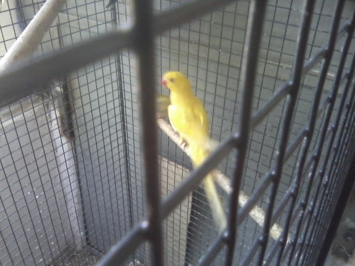 P03-05-13_11.59[3] - micu alx