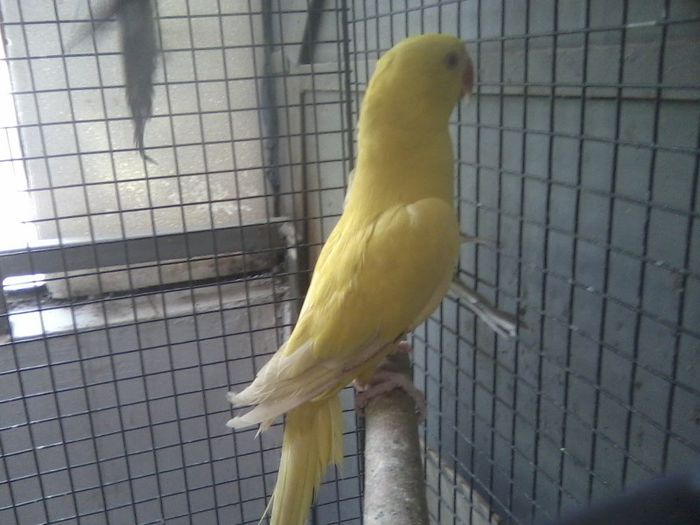 P03-05-13_12.00[1] - micu alx