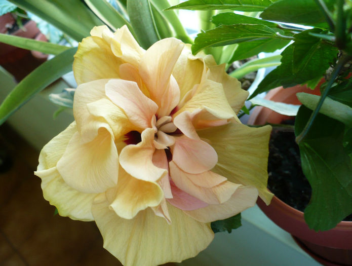 P1430398 - hibiscusi 2013