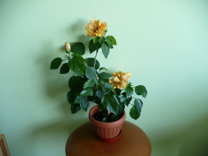 P1430399 - hibiscusi 2013