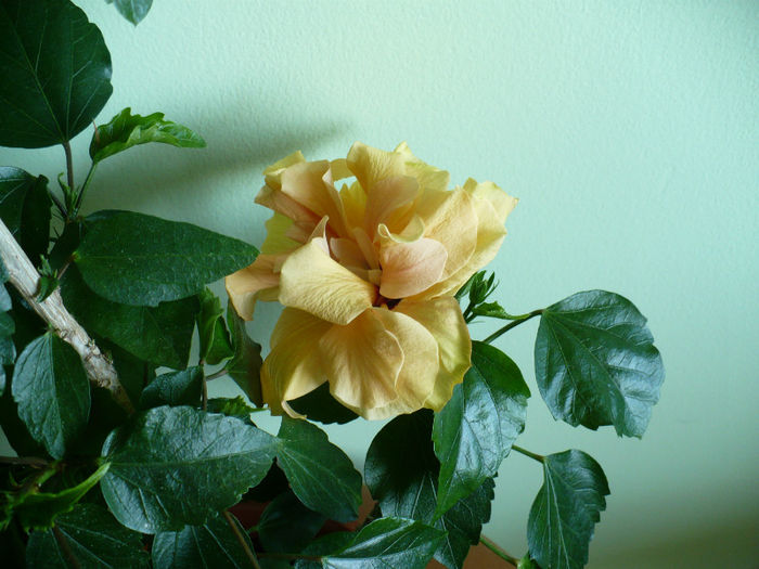 P1430402 - hibiscusi 2013