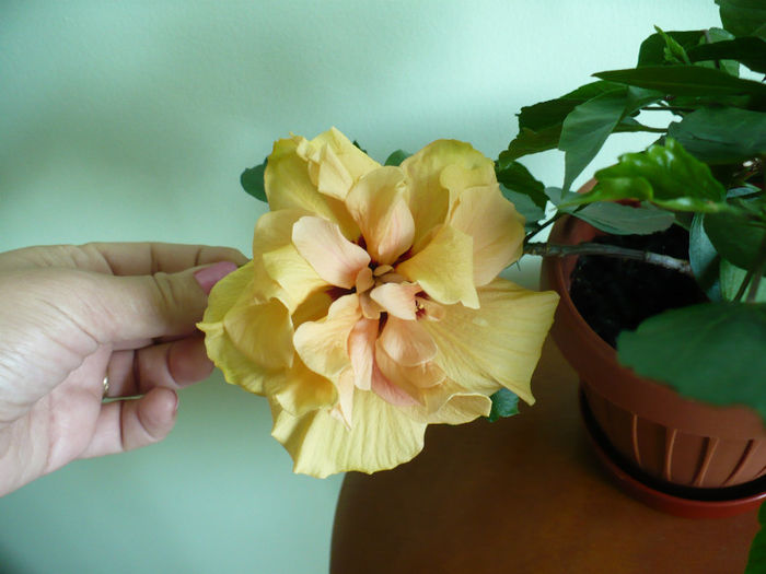 P1430409 - hibiscusi 2013