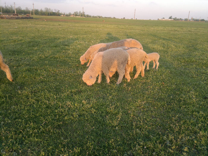 020520131253 - Merinos de Palas si tigai