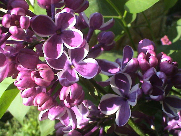 DSC00352 - Syringa Sensation