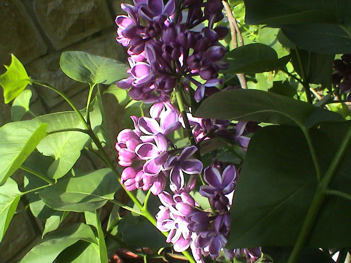 DSC00353 - Syringa Sensation