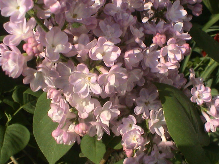 DSC00394 - Syringa Belle de Moscou