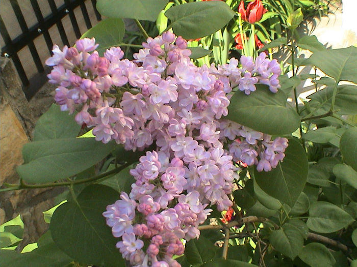 DSC00396 - Syringa Belle de Moscou