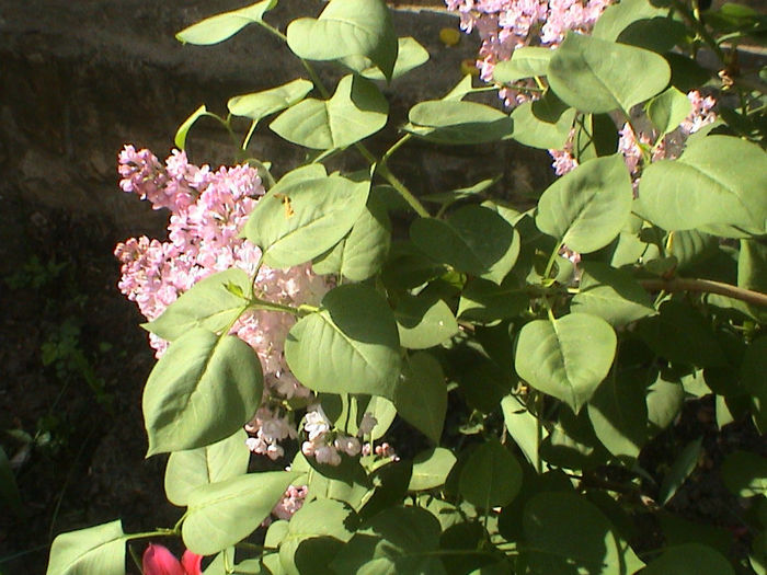 DSC00418 - Syringa Belle de Moscou