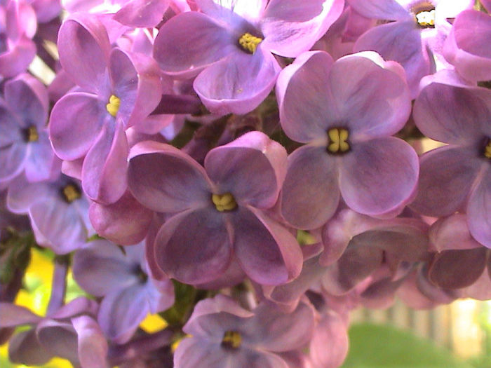 DSC00410 - Syringa Charles Joly