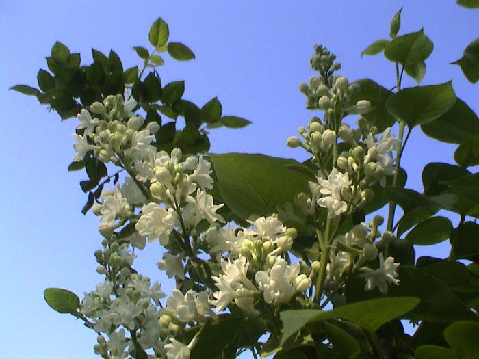 DSC00450 - Syringa Madame Lemoine