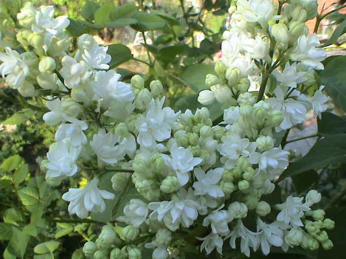 DSC00453 - Syringa Madame Lemoine