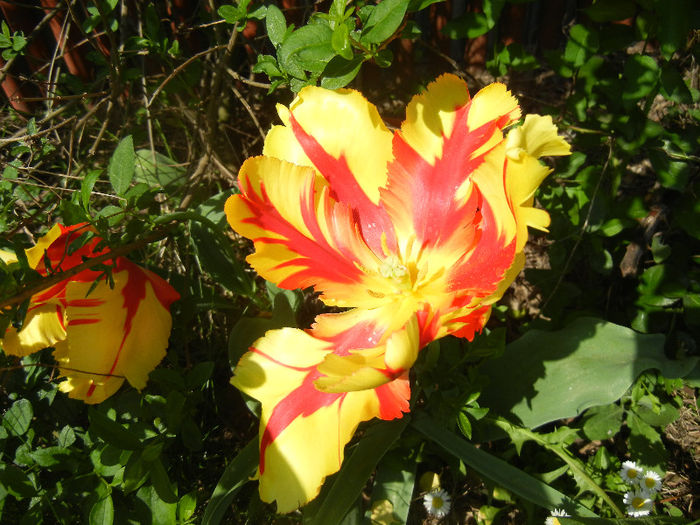 Tulipa Texas Flame (2013, May 02)