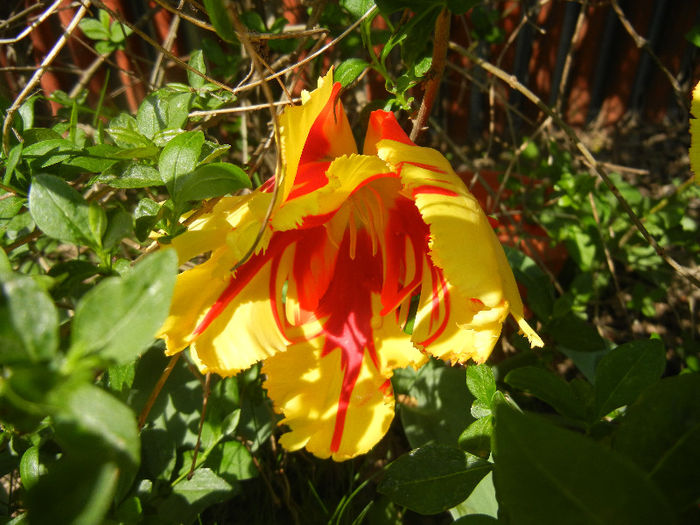 Tulipa Texas Flame (2013, May 02)