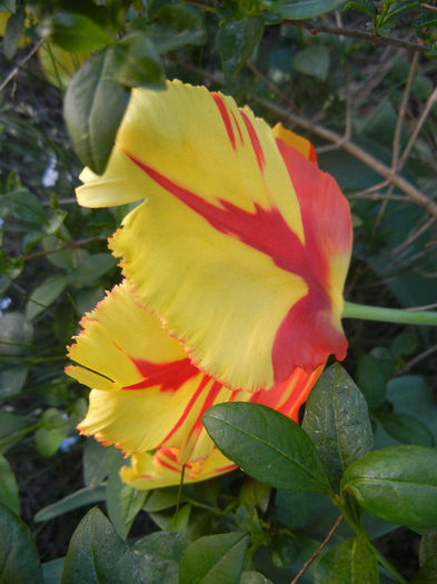 Tulipa Texas Flame (2013, May 03)