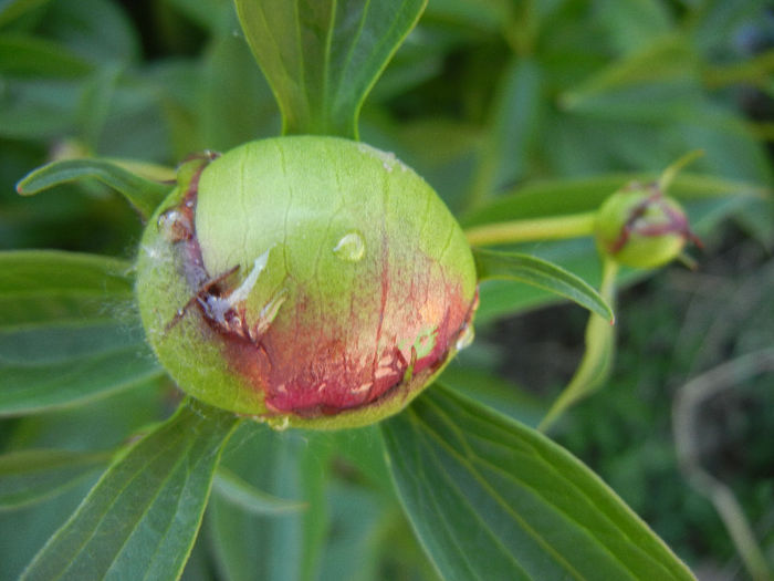 Peony. Bujor (2013, May 03)