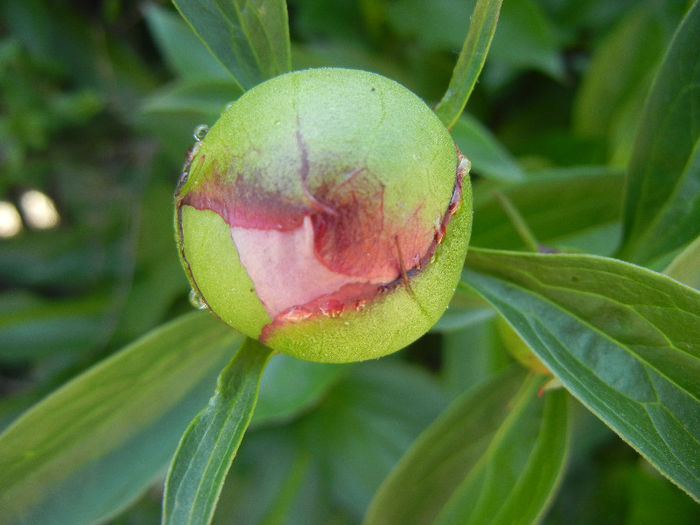 Peony. Bujor (2013, May 03)