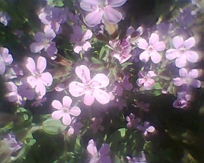 Photo^^0906 - flori de gradina 2013