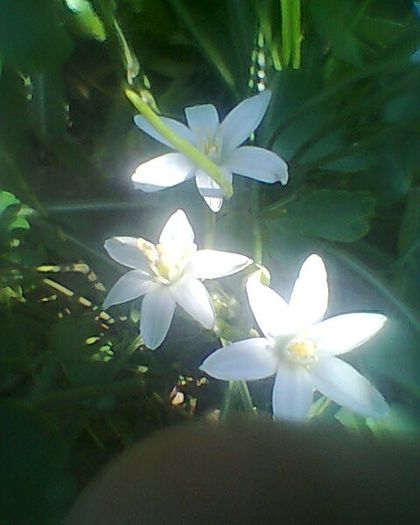 campanula de primavara - flori de gradina 2013