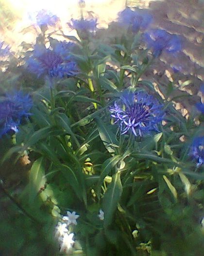 Photo^^0909 - flori de gradina 2013