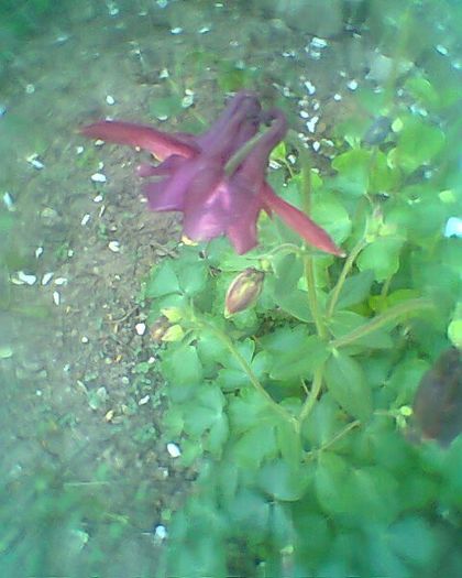 Photo^^0910 - flori de gradina 2013