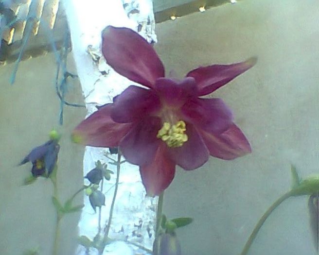 Photo^^0911 - flori de gradina 2013
