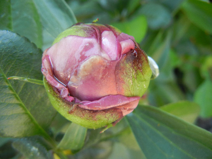 Peony. Bujor (2013, May 03) - BUJORI_Peony Paeonia